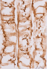 Rost 1, Kreide auf Papier, 44 x 34,5 cm